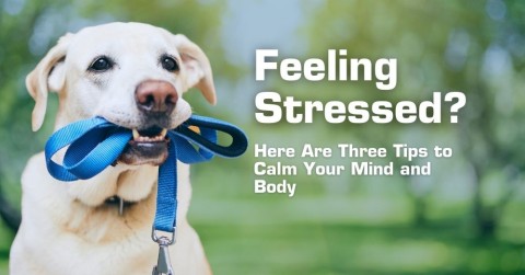 Feeling Stressed? Here Are Three Tips to Calm Your Mind and Body