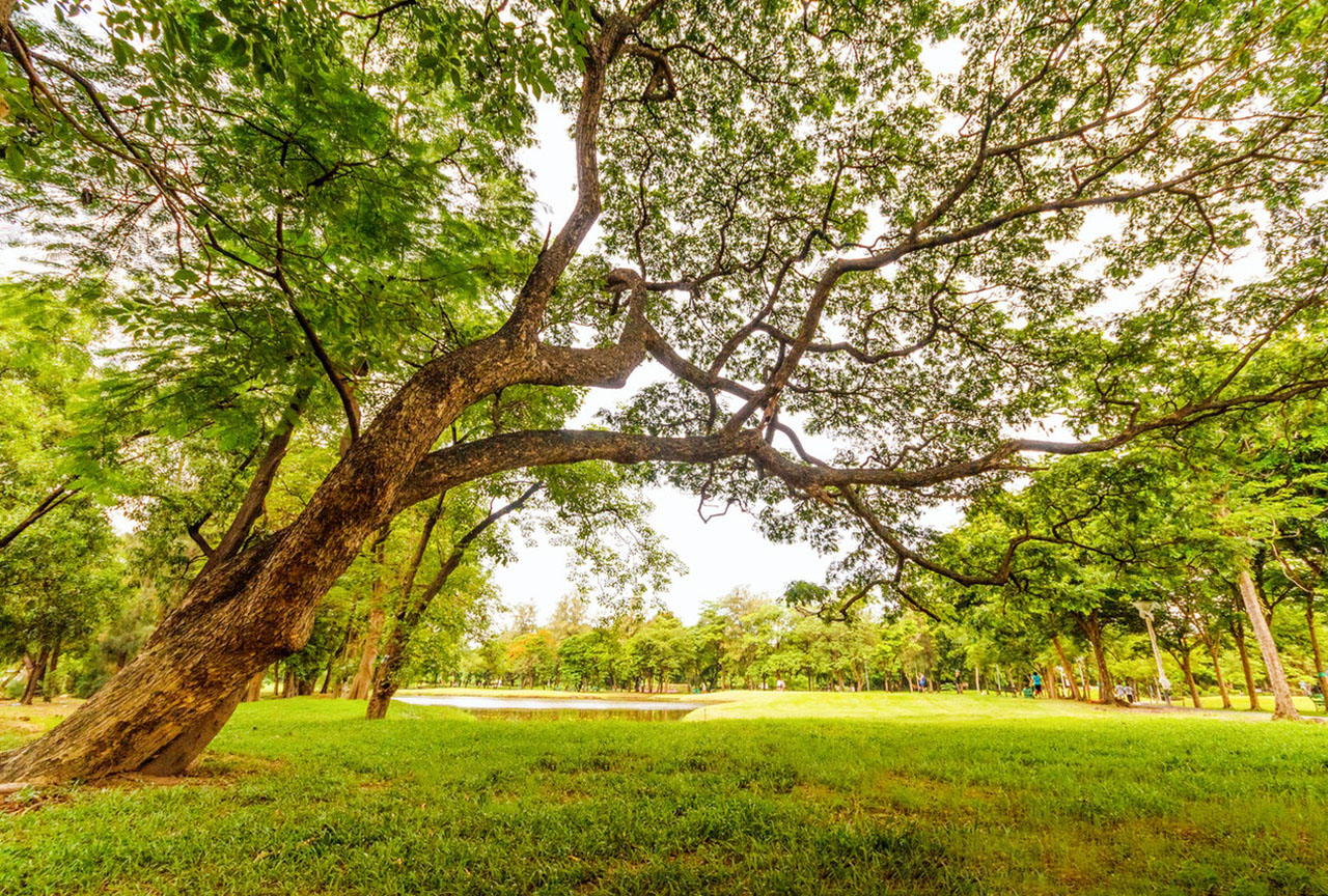 Why We Should All Support Love Parks Week   